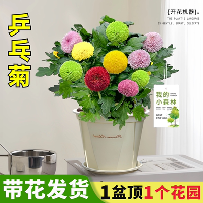混色乒乓菊花盆栽带苞室内
