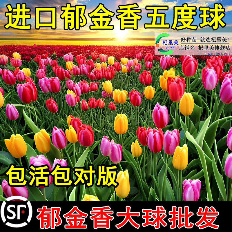 郁金香种球5度自然球重瓣带苞图片
