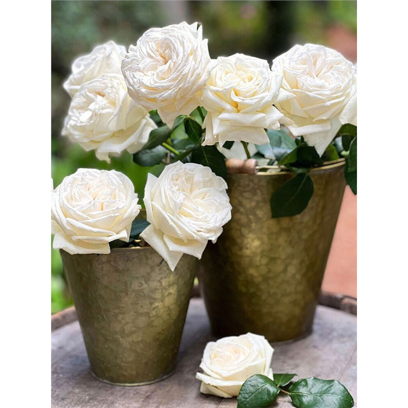 珍妮莫罗浓香月季花大苗白