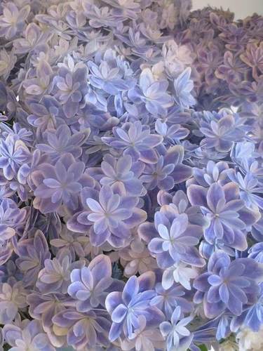 万华镜大花绣球中大苗好养重瓣色调多变仙女色庭院阳台花卉八仙花