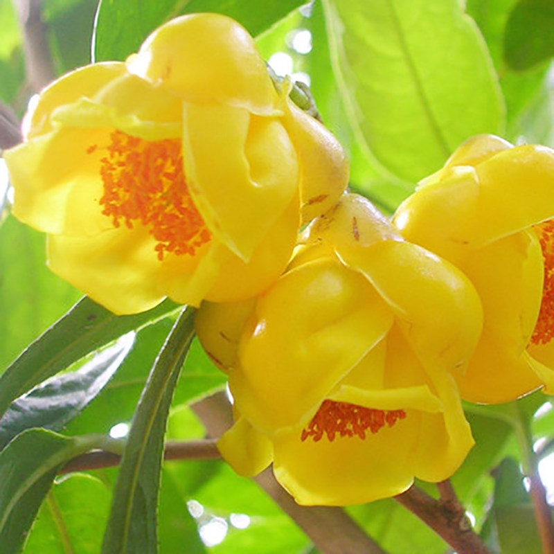金茶花盆栽带花苞树苗 浓香花卉 庭院室外四季山茶花室内观花植物