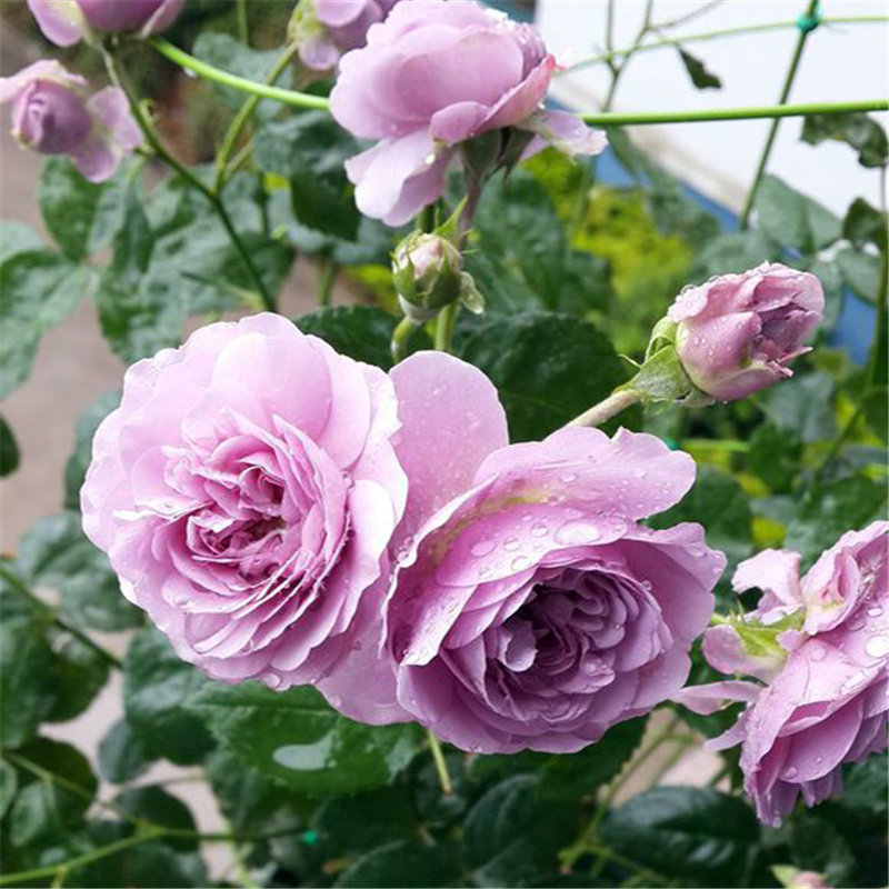 爬藤月季花苗 薰衣草花环 新日系藤本庭院多花赛蔷薇多季开花