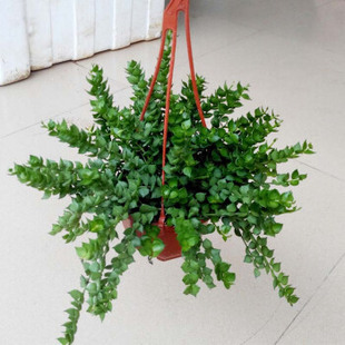 金鱼吊兰口红吊兰牡丹吊兰绿萝吊兰盆栽吊兰盆栽