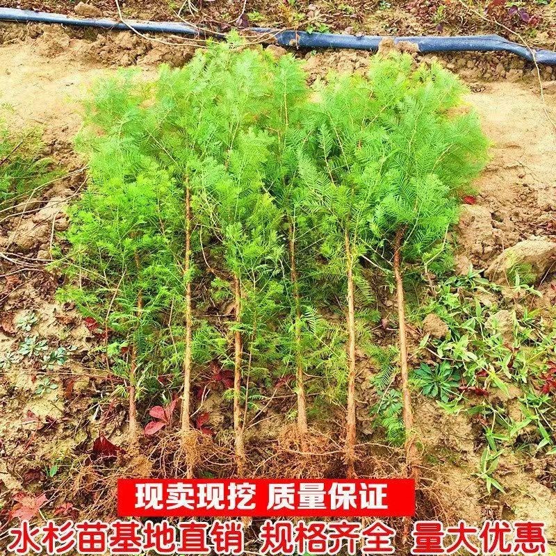 水杉苗水杉树苗 云杉池杉小苗 落羽杉中山杉树苗 庭院绿化 景观树