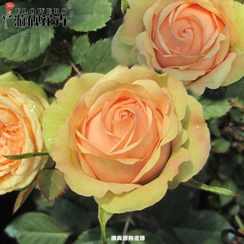 卓天欧月微月雅典娜柯德娜月季花苗阳台玫瑰盆栽绿植庭院