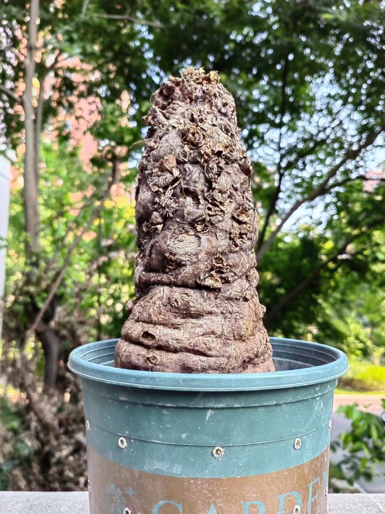 本期货品示例—火山大戟