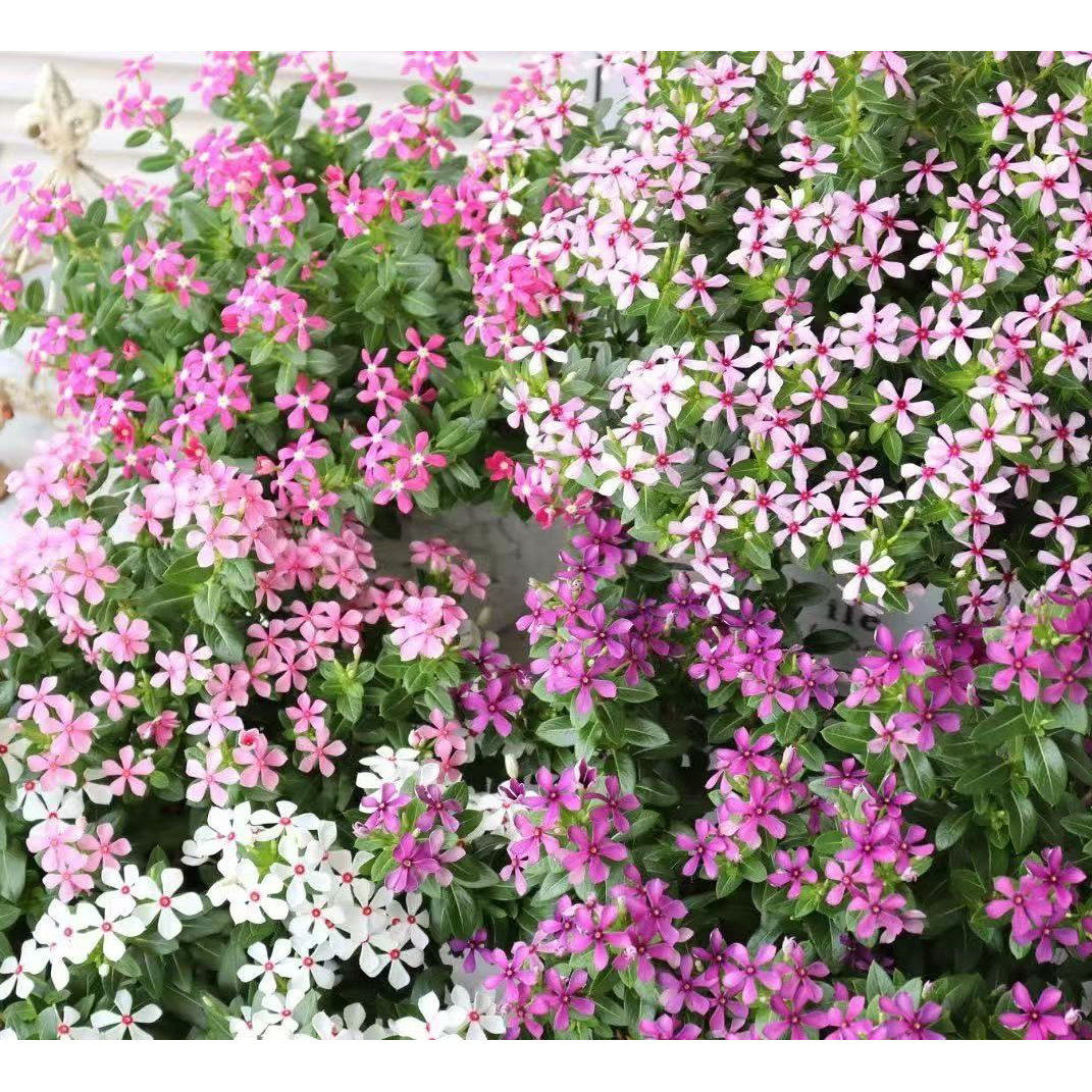长春花盆栽带花粉色天天开苗阳台日日春耐热庭院天天开草本多品种