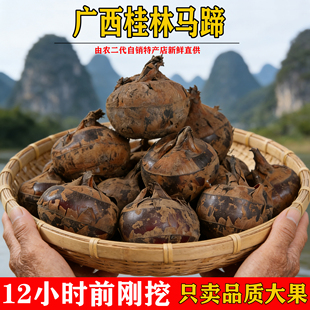 广西桂林荸荠新鲜马蹄特大果脆甜马蹄荔浦现挖地梨当季蔬菜水果