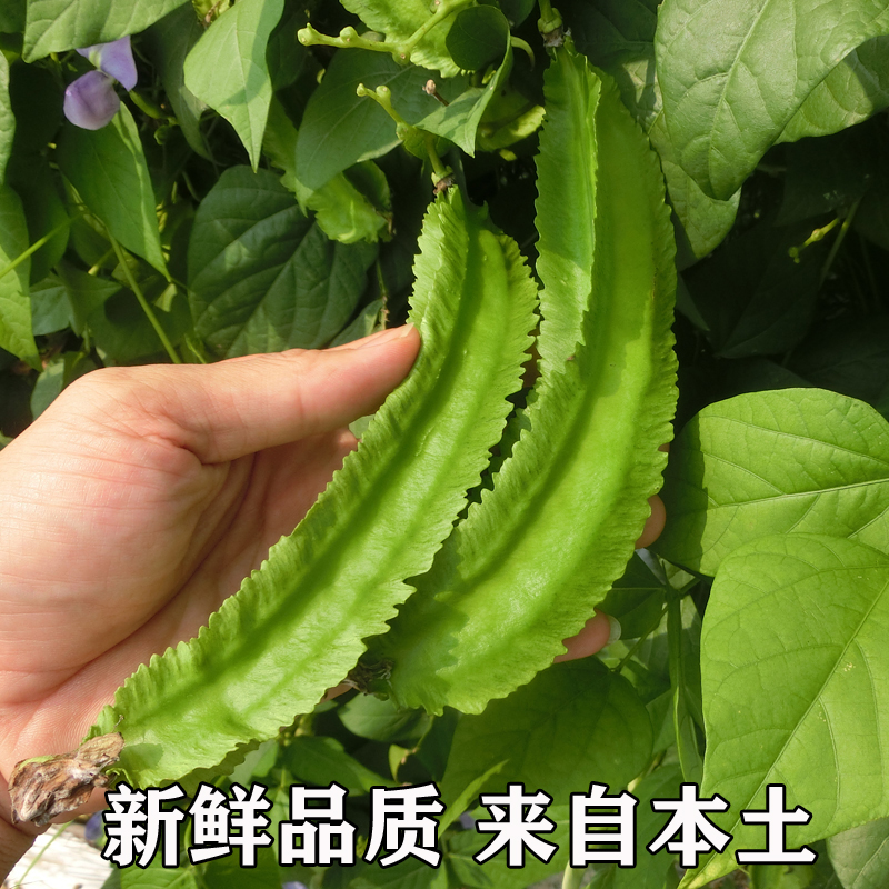 海南三亚鲜嫩四角豆绿色龙豆新鲜蔬菜四棱豆皇帝豆龙角豆季节 水产肉类/新鲜蔬果/熟食 新鲜豆类 原图主图