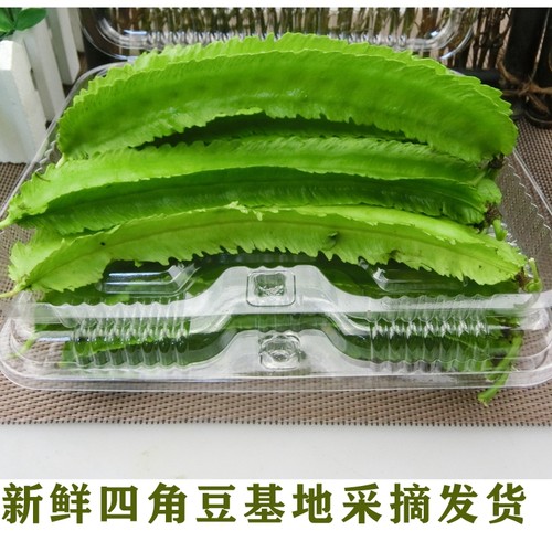 足量顺丰发货快鲜嫩四角豆蔬菜