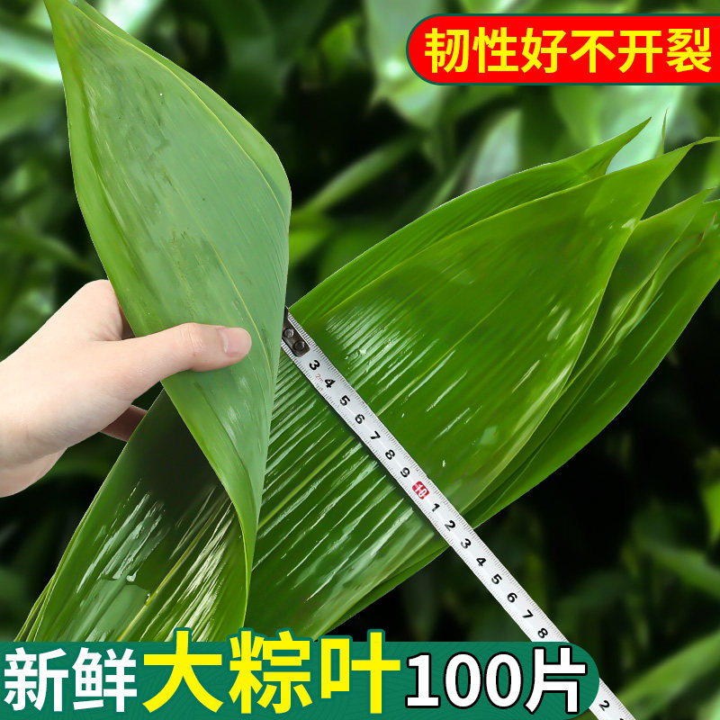 粽子叶粽叶免邮新鲜大号新叶宽棕叶干包粽子的叶子特大批发端午节