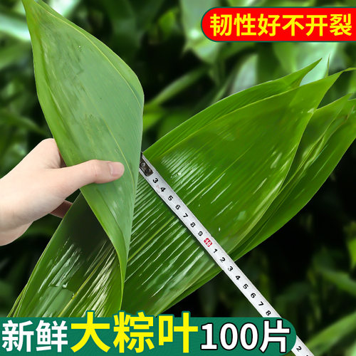 粽子叶粽叶免邮新鲜大号新叶宽