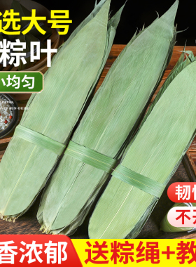 粽叶粽子叶干棕叶新鲜大号包粽子专用材料竹叶芦苇干粽叶商用箬叶