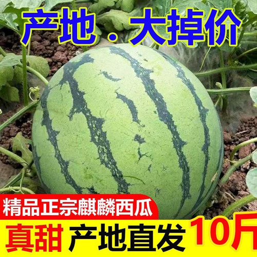 麒麟瓜西瓜薄皮脆甜冰糖红沙瓤
