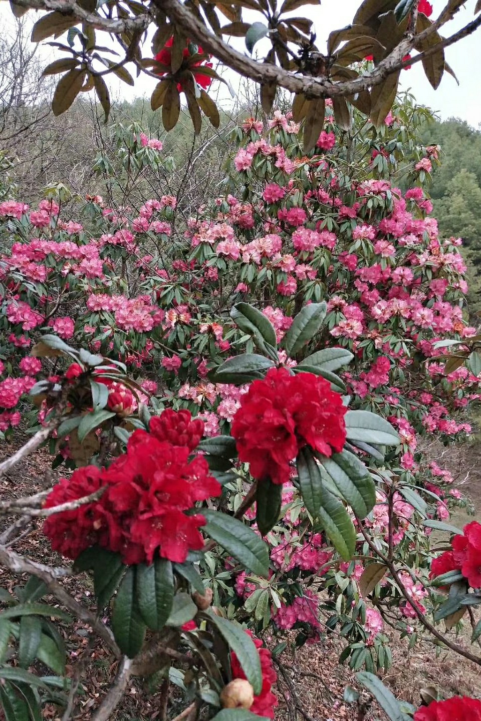 云南高山杜鹃马缨花大树杜鹃大花粉色花朵乔木盆栽庭院绿植