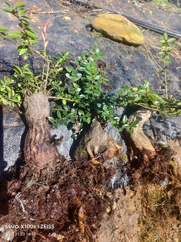米叶红花树萝卜五翅莓网红绿植盆景吊金钟花卉