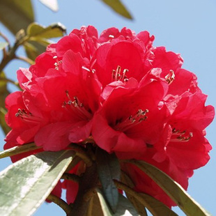 云南高山杜鹃马缨花大树杜鹃大红花庭院绿植杜鹃花