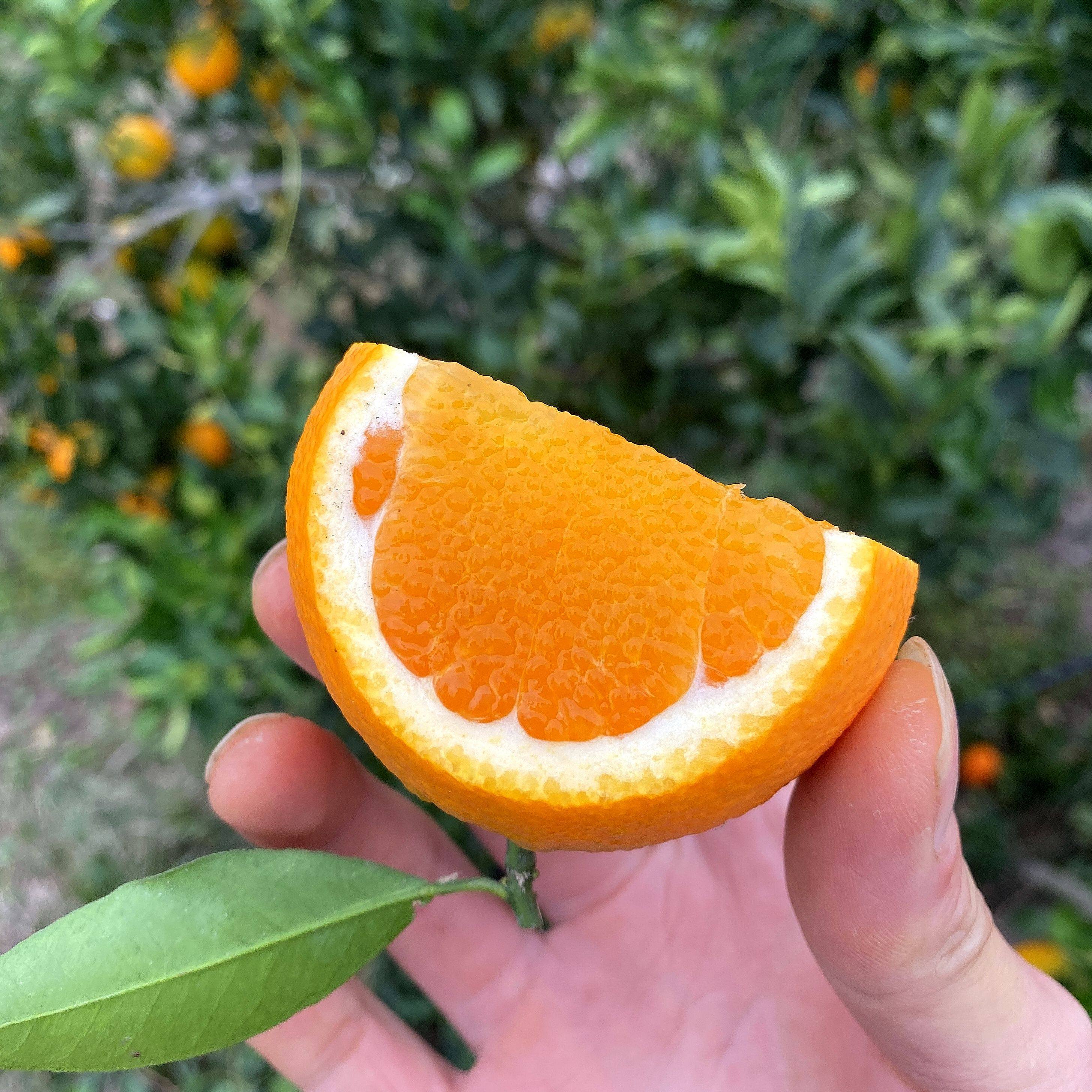 现摘树上熟时令新鲜九月红脐橙橙子秭归果冻橙水果酸甜多汁化渣,水产肉类/新鲜蔬果/熟食,橙,淘宝优惠券,粉丝福利购,淘宝优惠卷