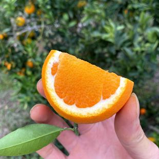 现摘树上熟时令新鲜九月红脐橙橙子秭归果冻橙水果酸甜多汁化渣