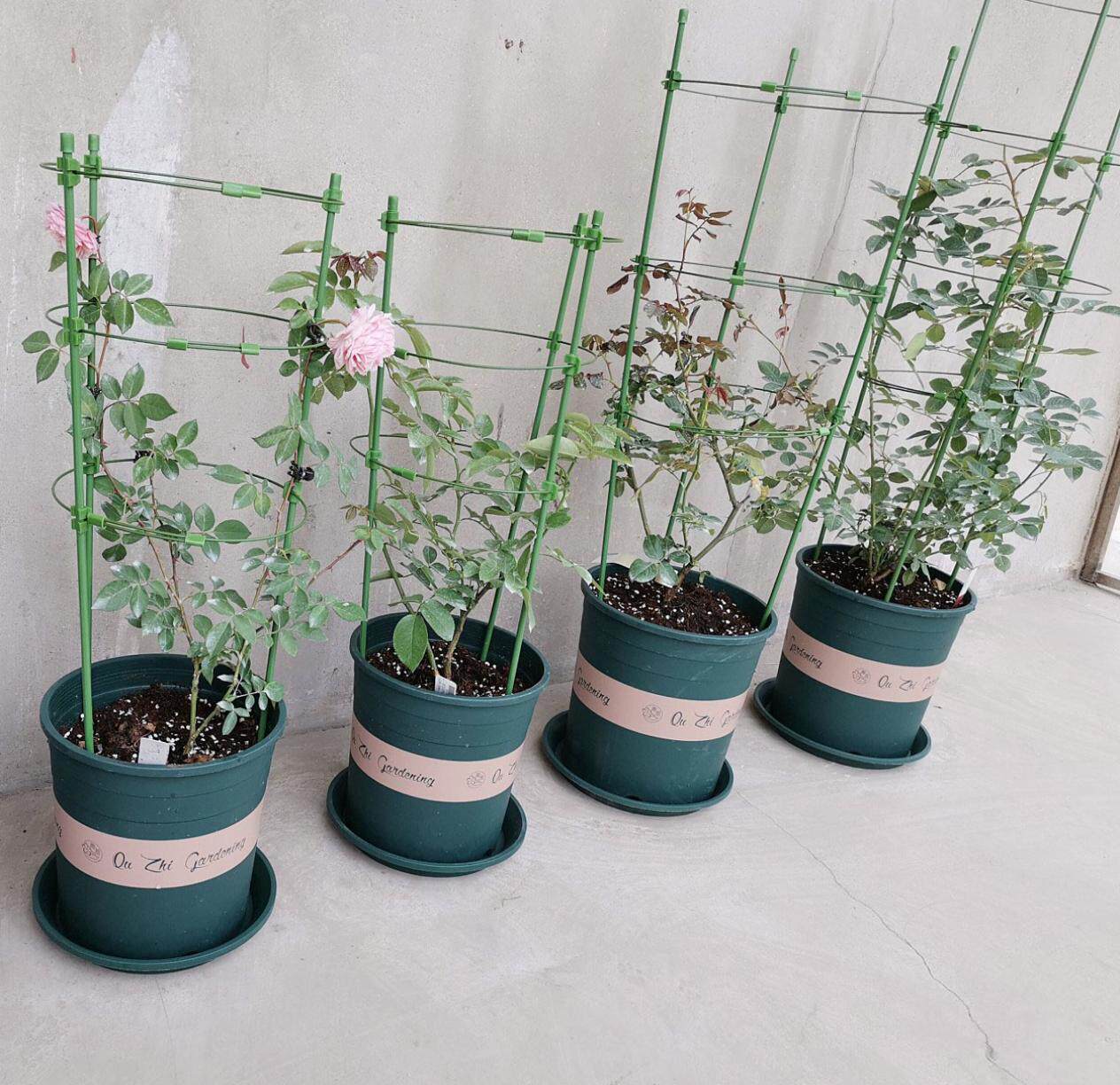 观叶植物花架价格 观叶植物花架图片 星期三