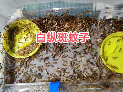 白纵斑弓背蚁蚊子 非洲白纵斑雄性繁殖蚁 带翅膀蚂蚁 不含蚁后