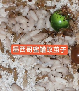 墨西哥蜜罐蚁茧子蜜罐蛹纯蛹纯茧子蚂蚁茧可合各种蜜罐合小群新后