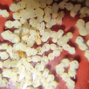 原生收获蚁蛹野蛮亮三红收获蚁蛹纯蛹包活可合各种收获蚁新后弱后