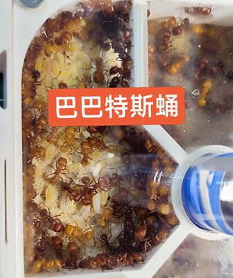 巴巴特斯石竹须蚁蛹 巴巴特斯蛹 大巴巴蛹 须蚁蛹 纯蛹 不含蚁后