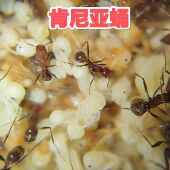 肯尼亚蛹收获蚁蛹纯蛹巨首收获蛹大小工可选可合新后小群孤后弱后