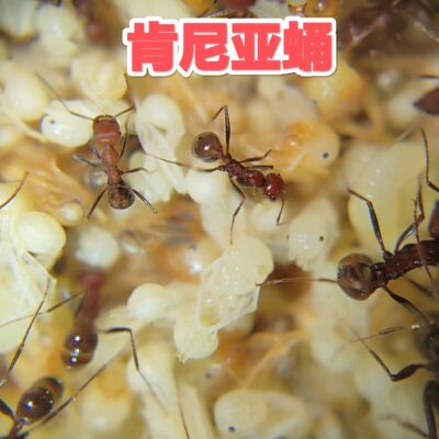 肯尼亚蛹收获蚁蛹纯蛹巨首收获蛹大小工可选可合新后小群孤后弱后