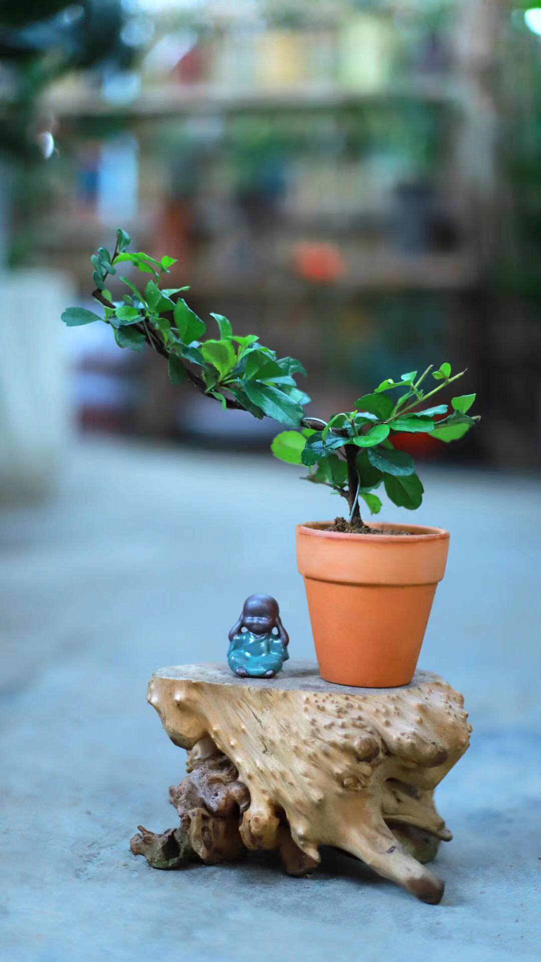 福建茶盆景悬崖临水禅意办公桌迷你开花拇指盆景四季长青桌面绿植