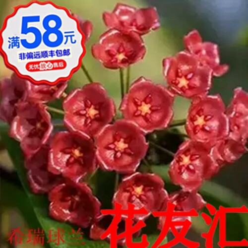 爬藤盆栽花卉花友汇四季球兰小苗