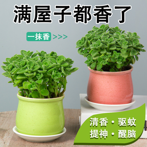 碰碰香桌面盆栽净化空气清香驱蚊植物室内迷你花卉办公室趣味绿植