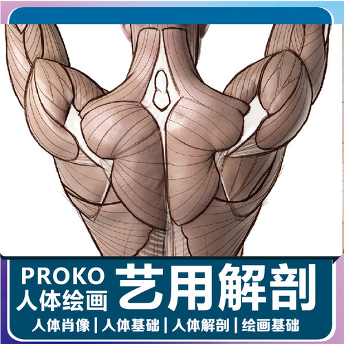 PROKO素描教程手绘结构人体解剖素描结构解剖绘画视频课肥猫彩印