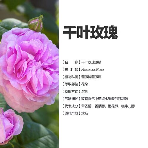 埃及 千叶玫瑰精油5ml千叶玫瑰原精 五月玫瑰精油 运费联系客服