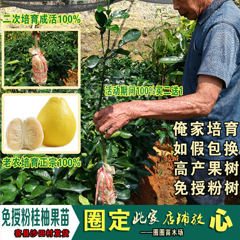 广西容县改良型授粉嫁接苗包邮
