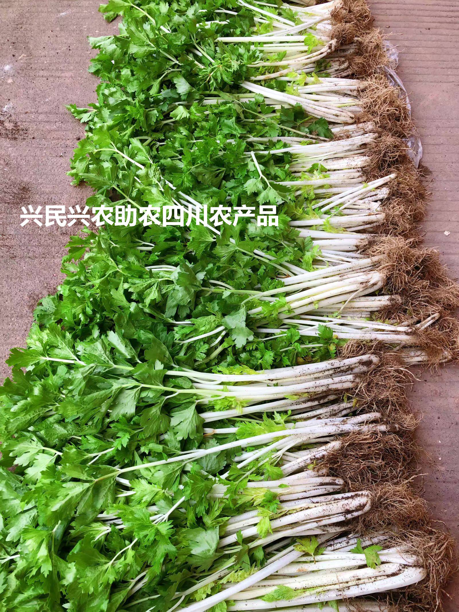 四川本地农家新鲜自种现摘芹菜白芹菜水芹菜净重5斤包邮