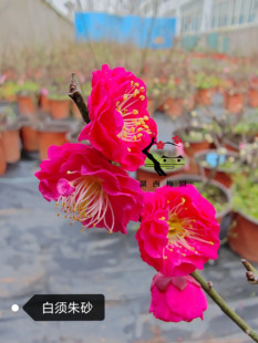 【湖西梅园】各品种梅花生桩特价原生乌梅红须朱砂宫粉玉蝶绿萼