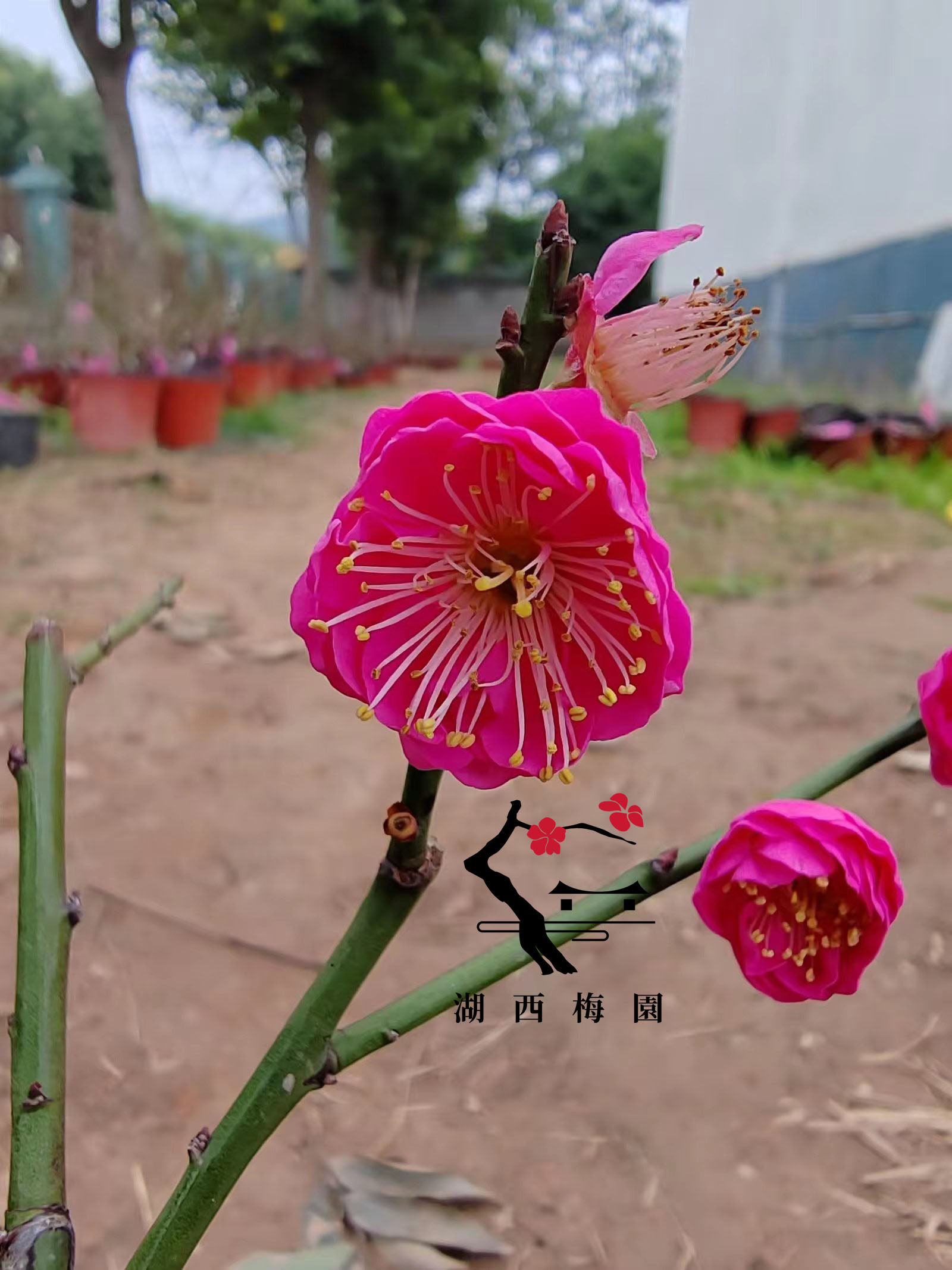 【湖西梅园】梅花盆景品种树苗小树红梅白梅绿萼玉蝶黄香洒金垂枝