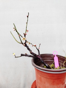 【湖西梅园】6原生淡晕宫粉梅花扦插五年老桩盆栽熟桩一物一拍