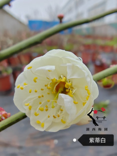 【湖西梅园】原生紫蒂白梅花扦插五年老桩盆养熟桩老盆口满树花苞