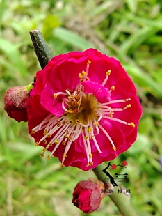 【湖西梅园】原生白须朱砂梅花扦插五年老桩熟桩