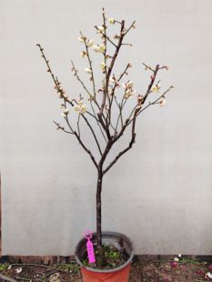 【湖西梅园】11原生雨山玉蝶梅花扦插五年老桩盆养熟桩一物一拍