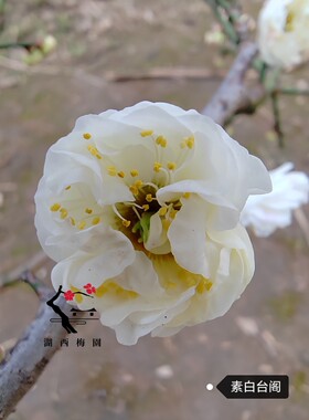 【湖西梅园】原生素白台阁梅花扦插三年苗盆养熟桩