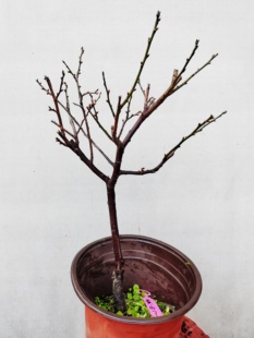 【湖西梅园每日特价】7原生黄山玉蝶梅扦插四年老桩熟桩一物一拍