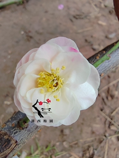 【湖西梅园.梅香如故】原生荷花玉蝶梅花扦插两年苗盆栽熟桩