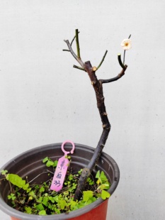 【湖西梅园】33原生素白台阁梅扦插五年老桩熟桩精品一物一拍