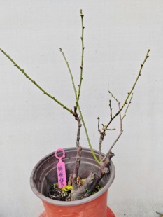 【湖西梅园.每日特价】3梅接锦枝绿萼梅五年老桩盆栽熟桩一物一拍