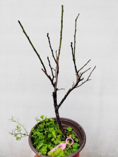 【湖西梅园每日特价】1原生黄山玉蝶梅扦插四年老桩熟桩一物一拍