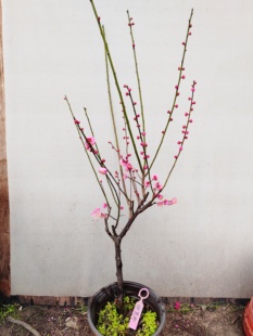 【湖西】3原生南阳红羽梅花扦插五年老桩熟桩高杆精品一物一拍